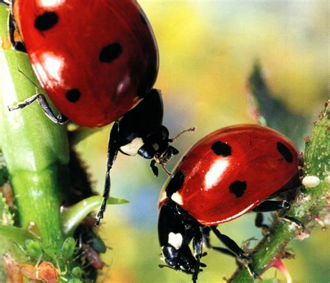 COCCINELLE .